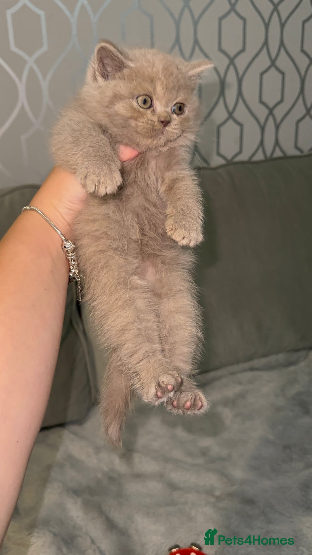 British Shorthair cats for sale: REDUCED!!! Stunning British Short Hair Kittens - Image 9