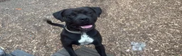 Mixed Breed dogs for sale: Rome Cane Corso x Dogue de Bordeaux  - Advert 3
