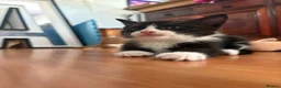 Mixed Breed cats for sale: Adorable kittens ready for loving homes - Advert 21