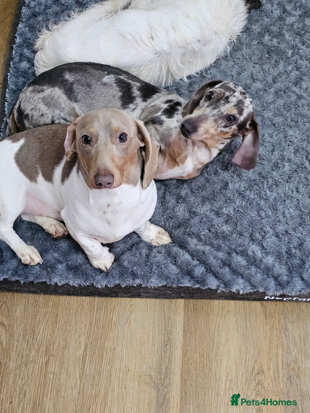 Dachshund dogs for sale: 2 Loving Miniature Dachshunds–Must Stay Together - Image 18
