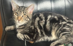 Mixed Breed cats for sale: Kittens for sale - Image 17