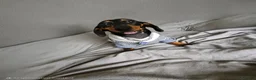 Miniature Dachshund dogs for sale: Little Man - Advert 6
