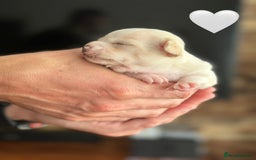 Chihuahua dogs for sale: 6 Gorgeous Chihuahua Puppies 🐶💙🩷🩷🩷🩷💙  - Image 27