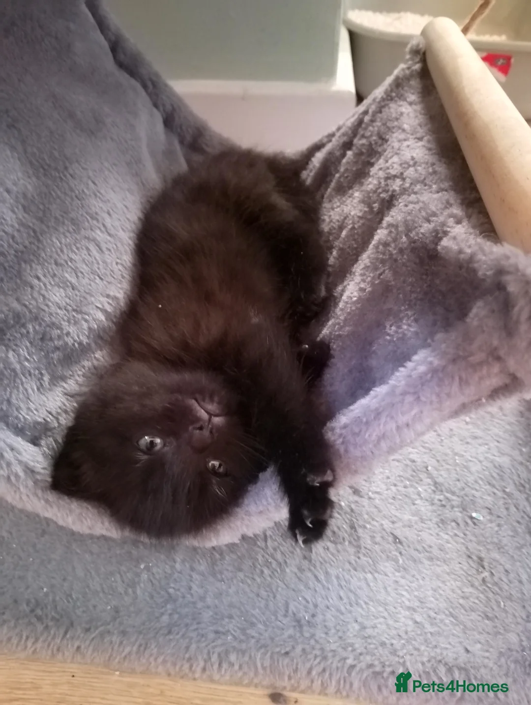 Mixed Breed cats for sale: Beautiful kittens  - Advert 7