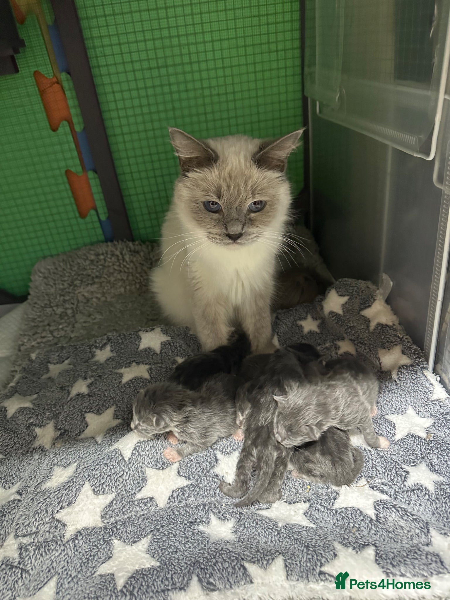 Maine Coon cats Mainecoon  - Advert 2