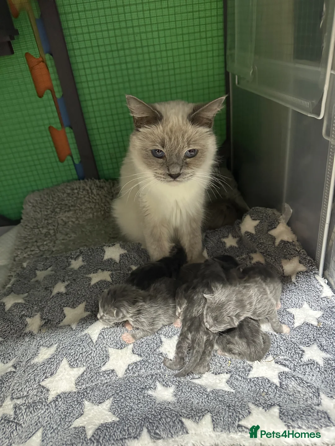 Maine Coon cats for sale: Mainecoon  - Advert 2