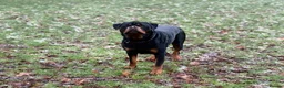 Rottweiler dogs for stud: Champion Bloodline Rottweiler Stud - Advert 4
