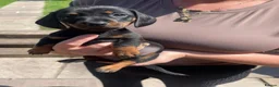 Miniature Dachshund dogs for sale: MAGNIFICENT DACHSHUND PUPPIES - Advert 4