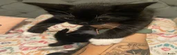Mixed Breed cats for sale: 9 week old kittens  - Advert 6