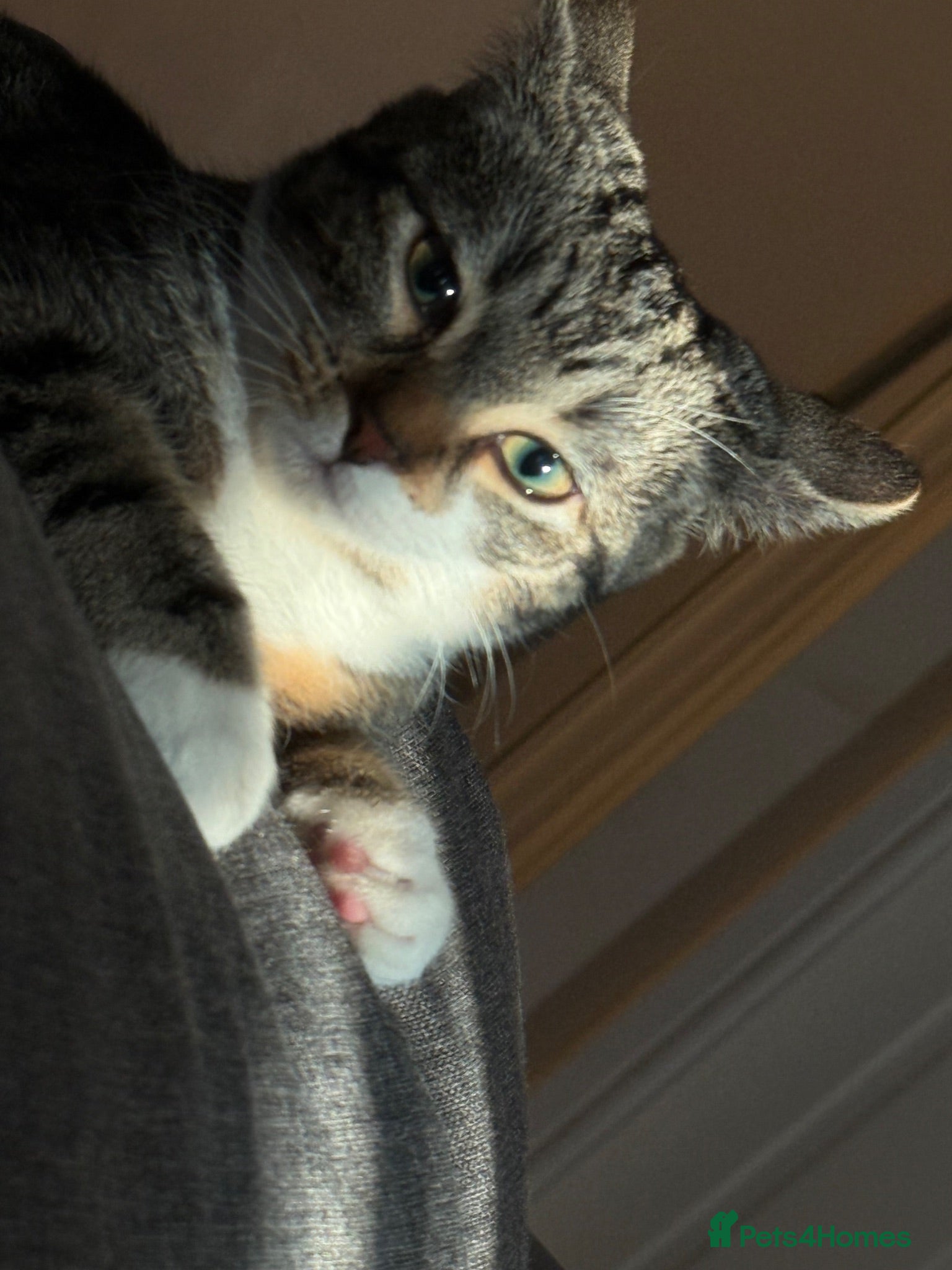 Mixed Breed cats Lucy  - Advert 1