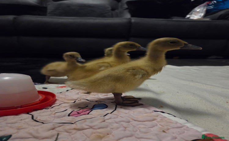 Ducks poultry - Advert 3