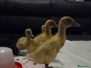 Ducks poultry for sale - Advert 1