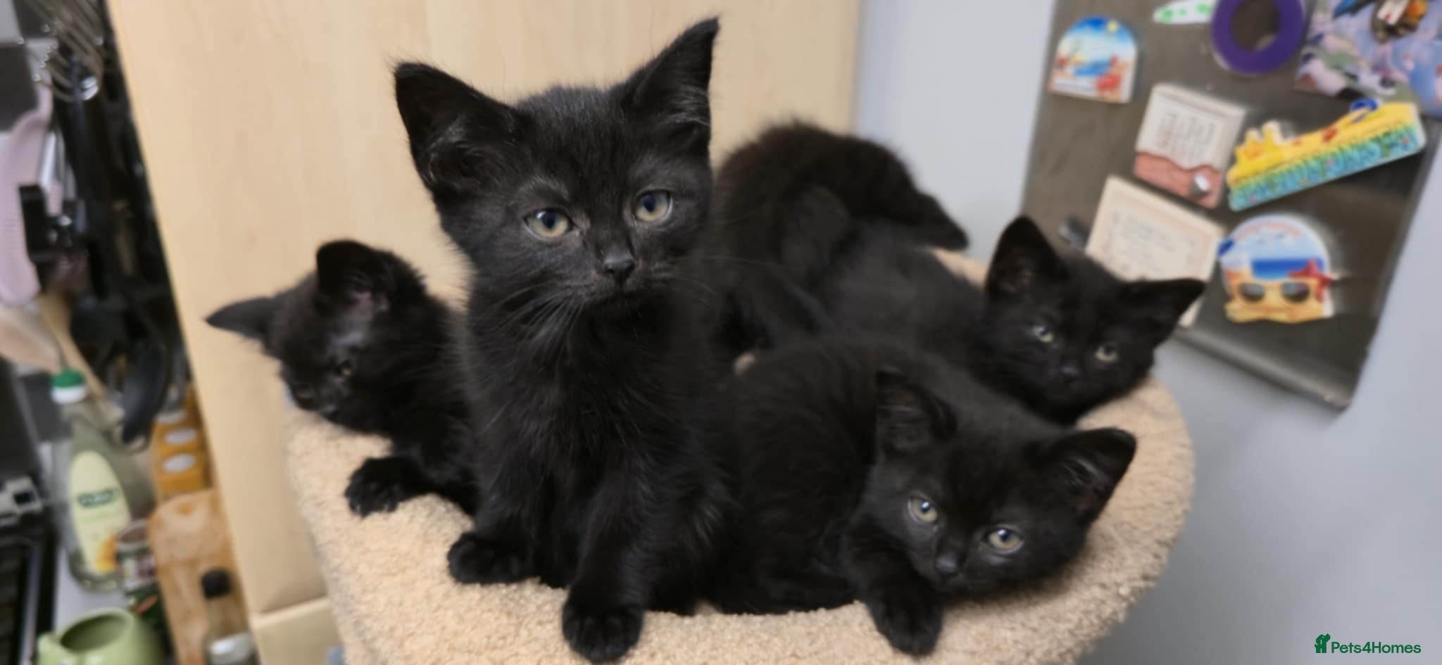 Mixed Breed cats for sale: 6 black kittens ready for their new home - Advert 6