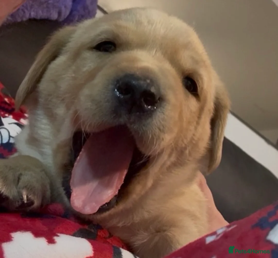 Labrador Retriever dogs for sale: Beautiful Labrador Pup - Advert 12