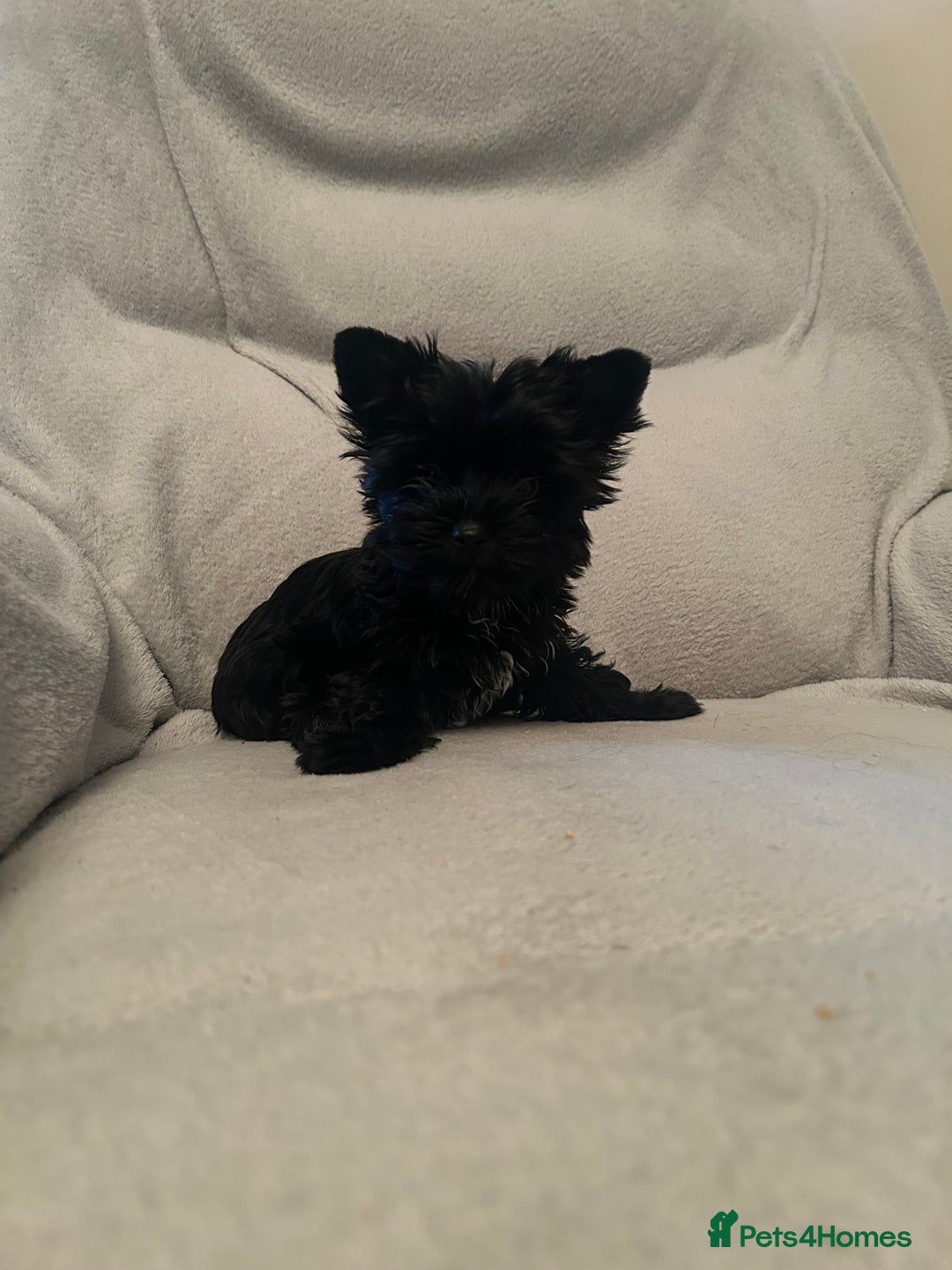 Biewer Terrier dogs for sale: Choco,black & ocean pearl Biewer Terrier - Advert 14