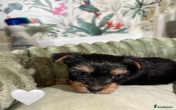 Yorkshire Terrier dogs for sale: Yorkies puppies  - Image 2