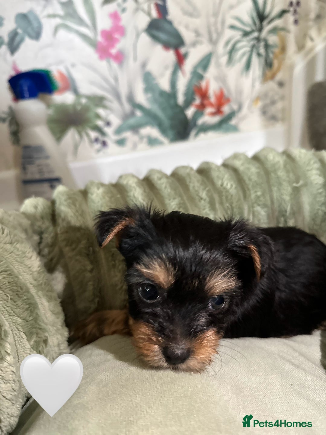 Yorkshire Terrier dogs for sale: Yorkies puppies  - Image 2