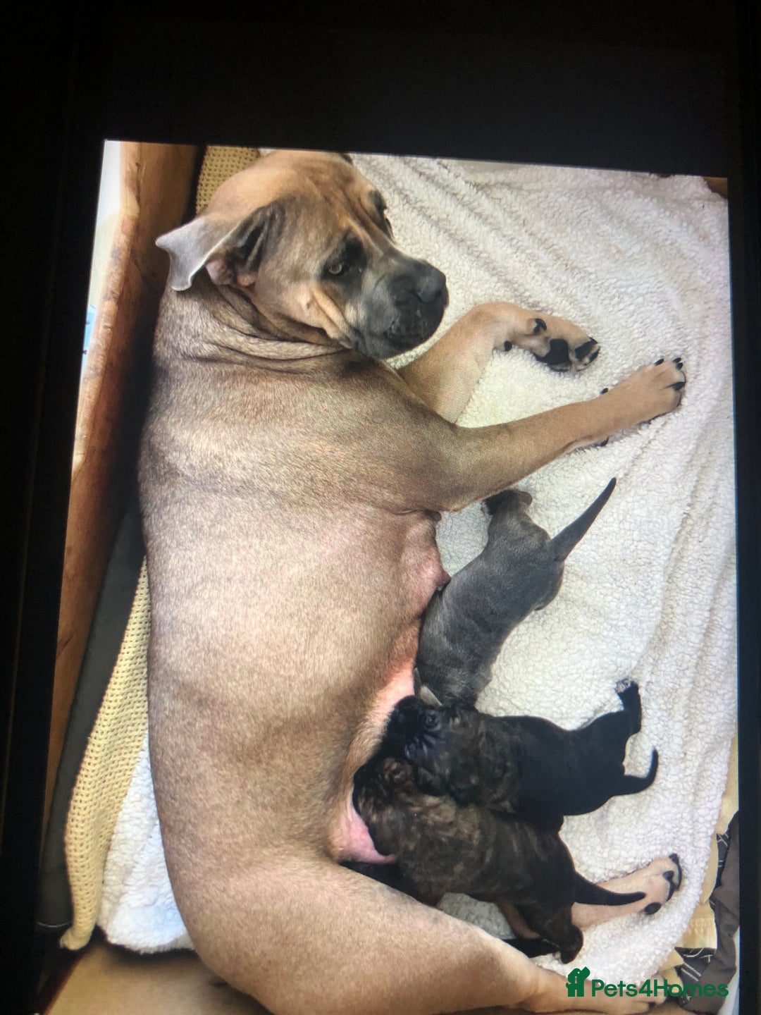 Cane Corso dogs for sale: Purebred Italian Cane Corso puppies - Advert 9