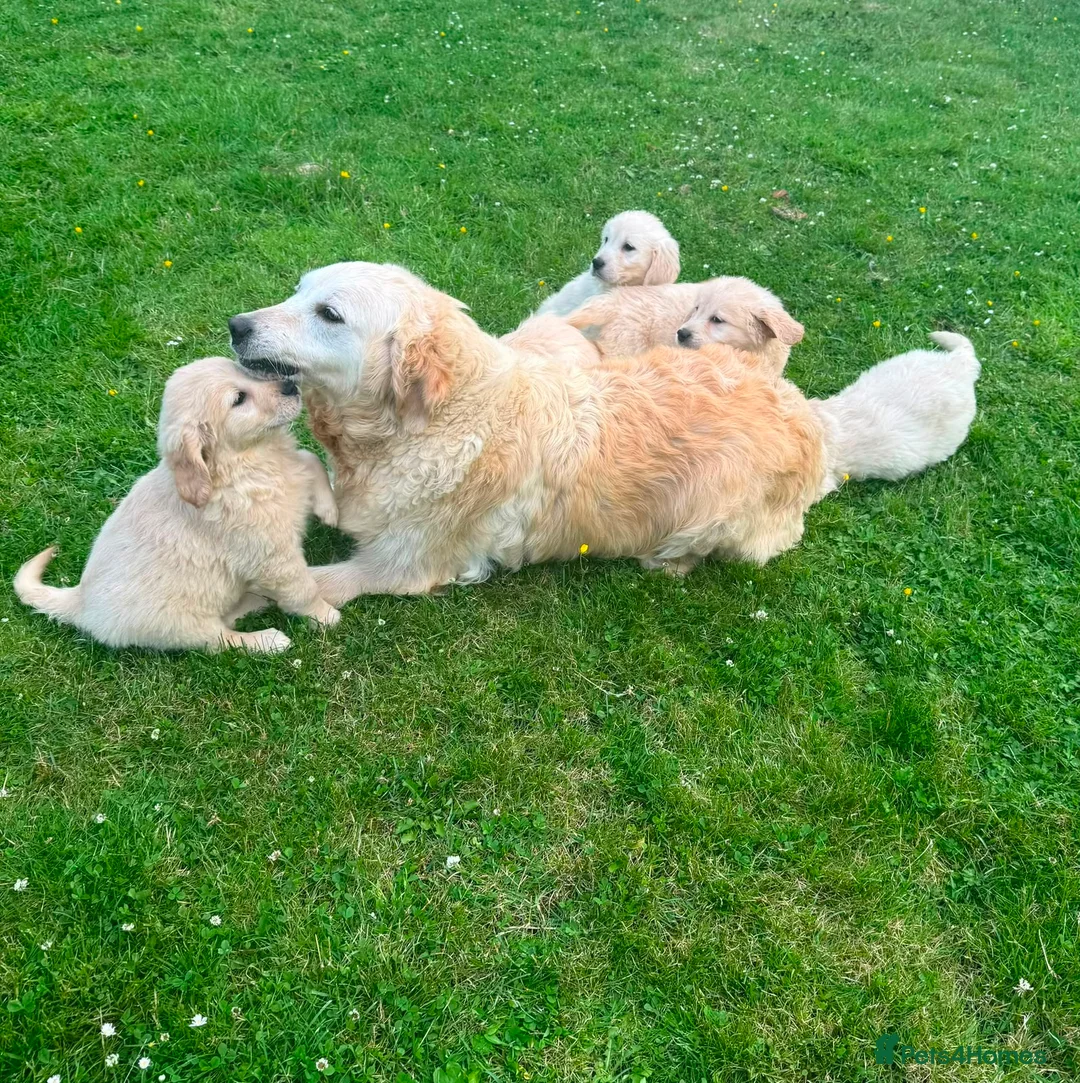 Golden Retriever dogs for sale: GOLDEN RETREIVER PUPPIES - Advert 1