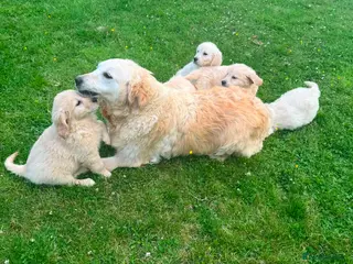 Golden Retriever dogs GOLDEN RETREIVER PUPPIES - Advert 1