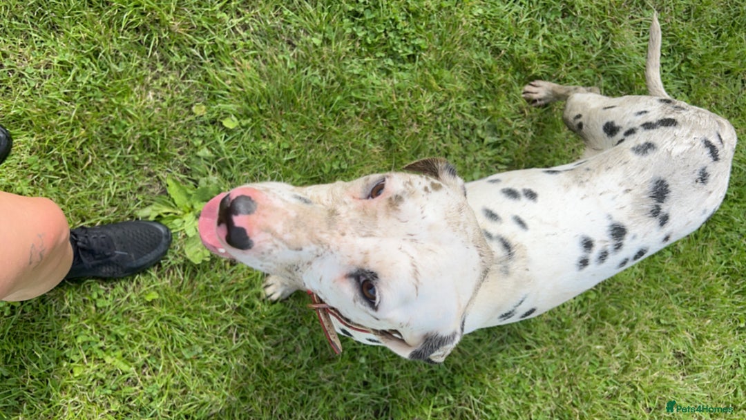Dalmatian dogs for sale: Female dalmatian - Image 2