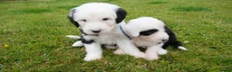 Old English Sheepdog dogs for sale: KC Registered Old English Sheepdog puppies - Advert 5