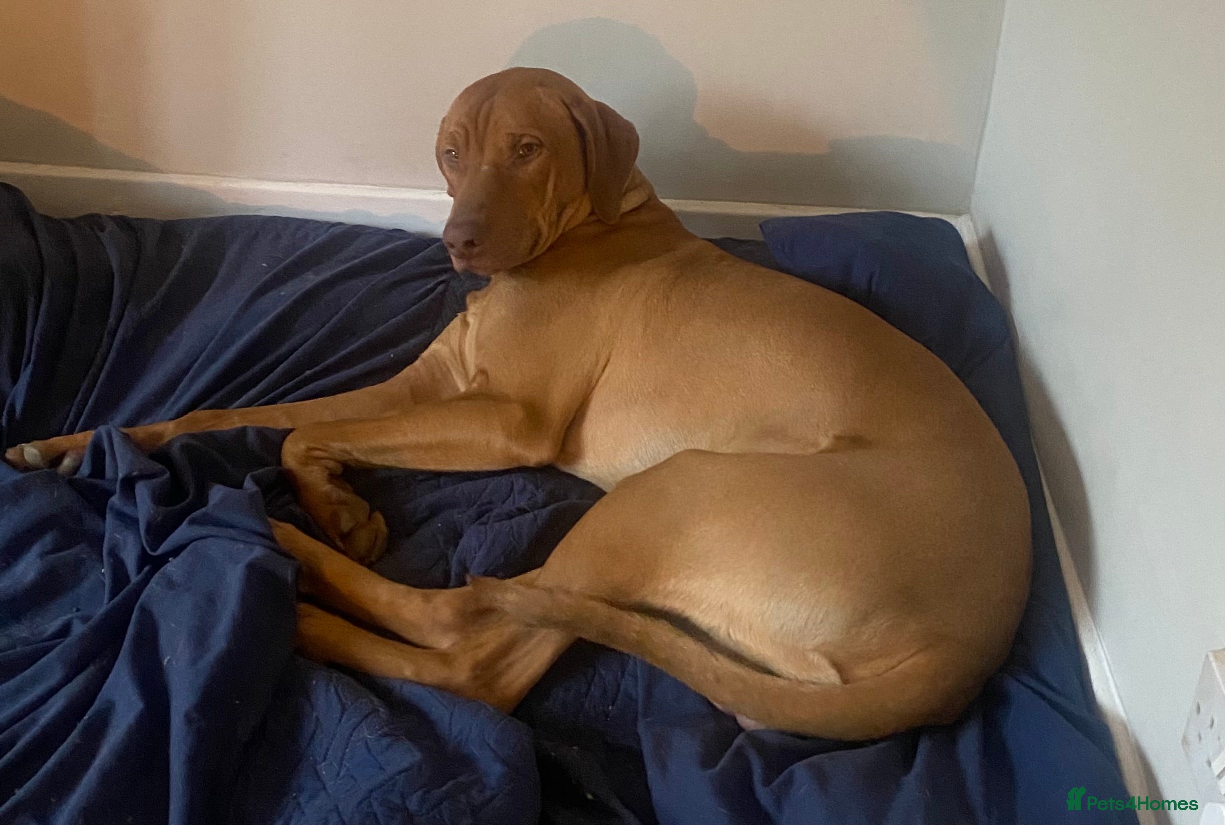 Rhodesian Ridgeback dogs Young Male KC Reg. Ridgeback  - Advert 1