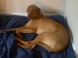 Rhodesian Ridgeback dogs Young Male KC Reg. Ridgeback - Advert 1