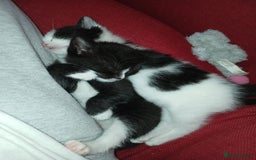 RagaMuffin cats for sale: 2 ragamuffin mixed breed kittens. Nearly 8 weeks - Image 7