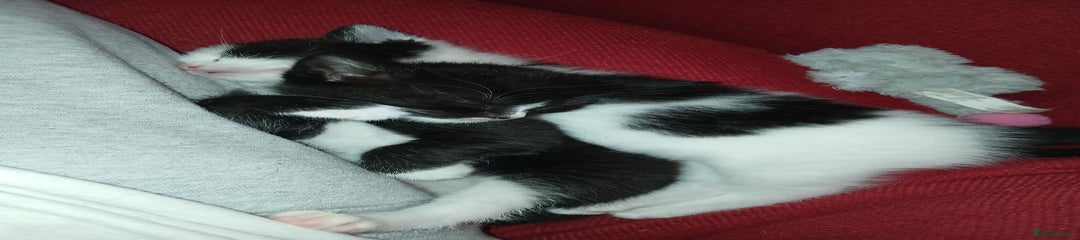 RagaMuffin Kitten 
