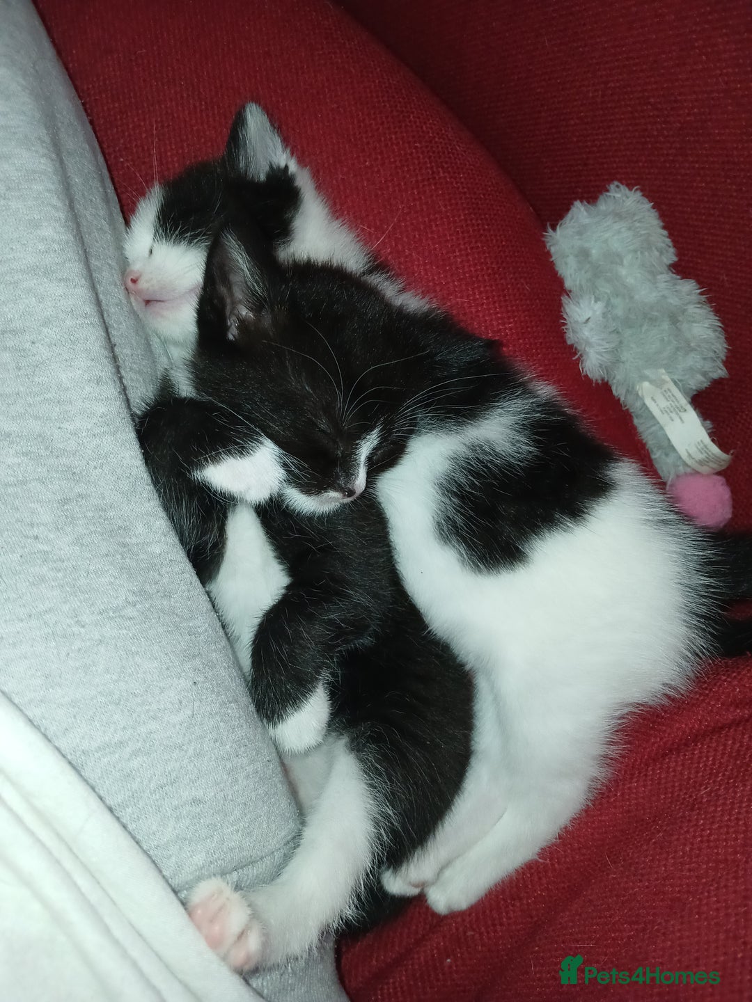RagaMuffin cats for sale: 2 ragamuffin mixed breed kittens. Nearly 8 weeks - Image 7