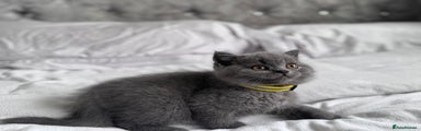 British Shorthair Kitten Teddy