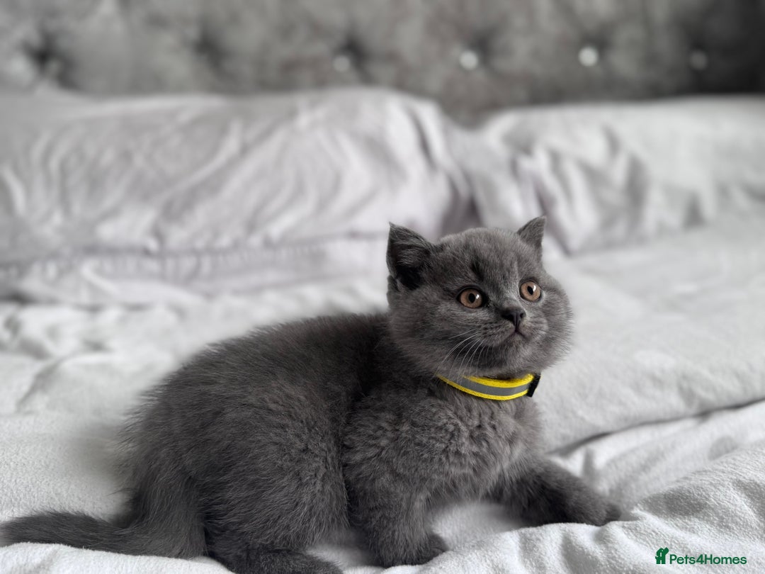 British Shorthair cats for sale: British shorthair kittens 🐈‍⬛ - Advert 31