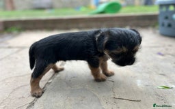 Border Terrier dogs for sale: Two beautiful Border Terriers dog puppies - Image 11