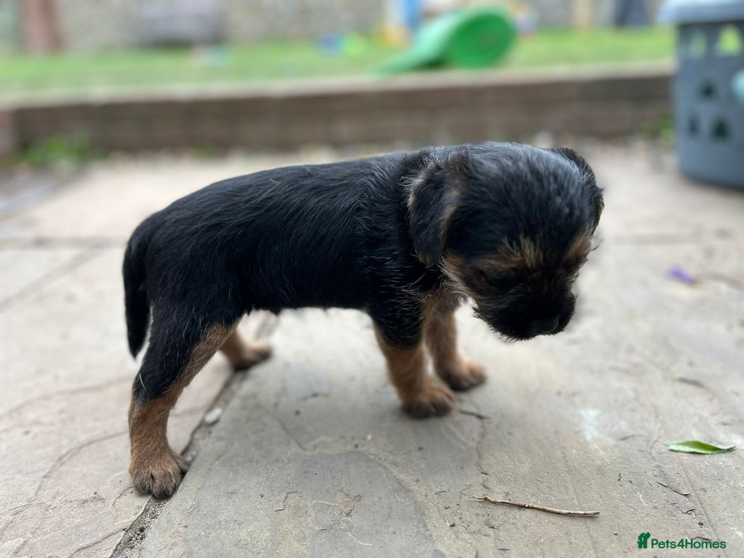 Border Terrier dogs for sale: Two beautiful Border Terriers dog puppies - Image 11