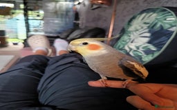 Cockatiels birds for sale: 💛 Pair of Cockatiels. Butters & Bagel 💛 - Image 16