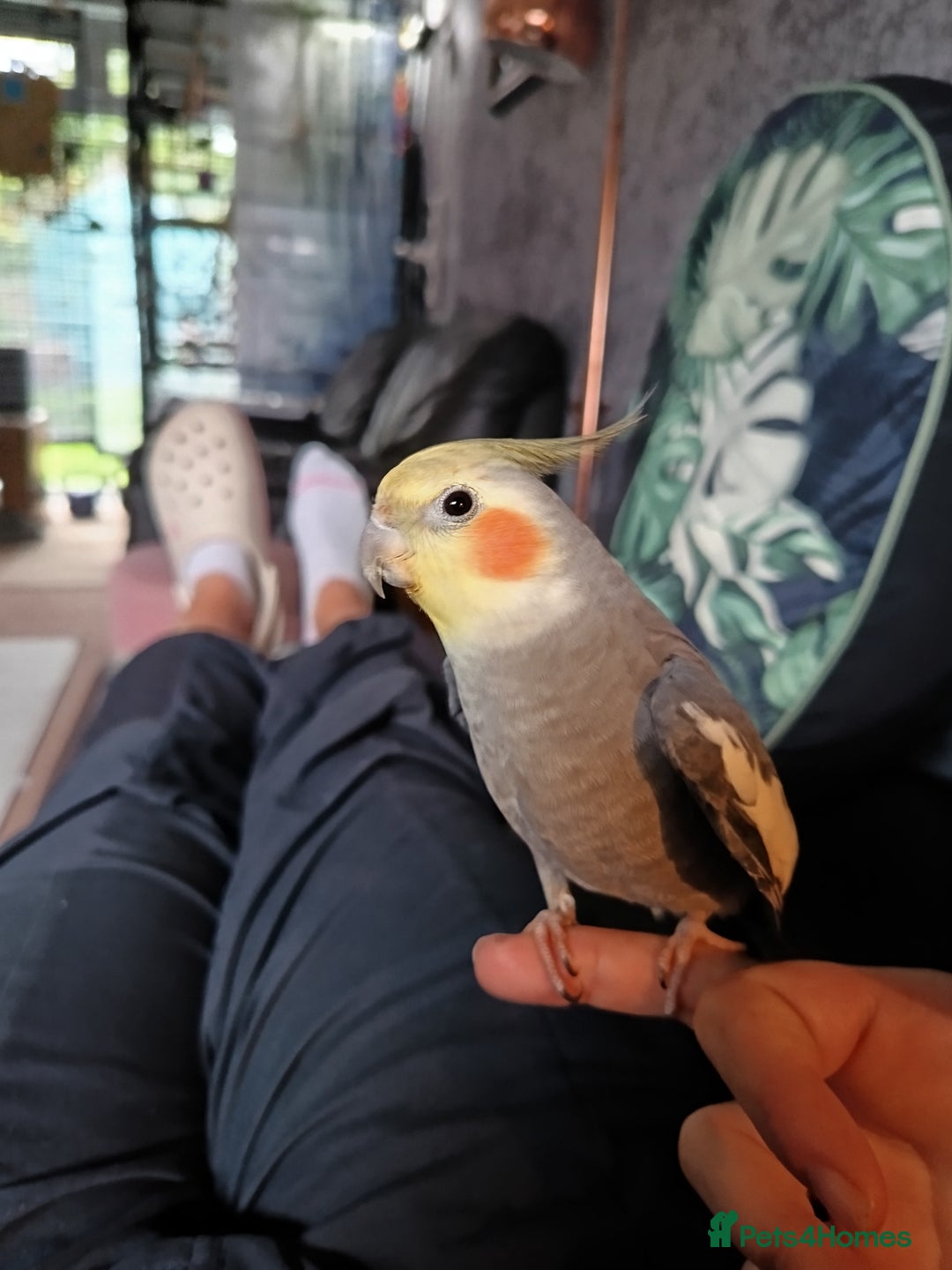 Cockatiels birds for sale: 💛 Pair of Cockatiels. Butters & Bagel 💛 - Image 16