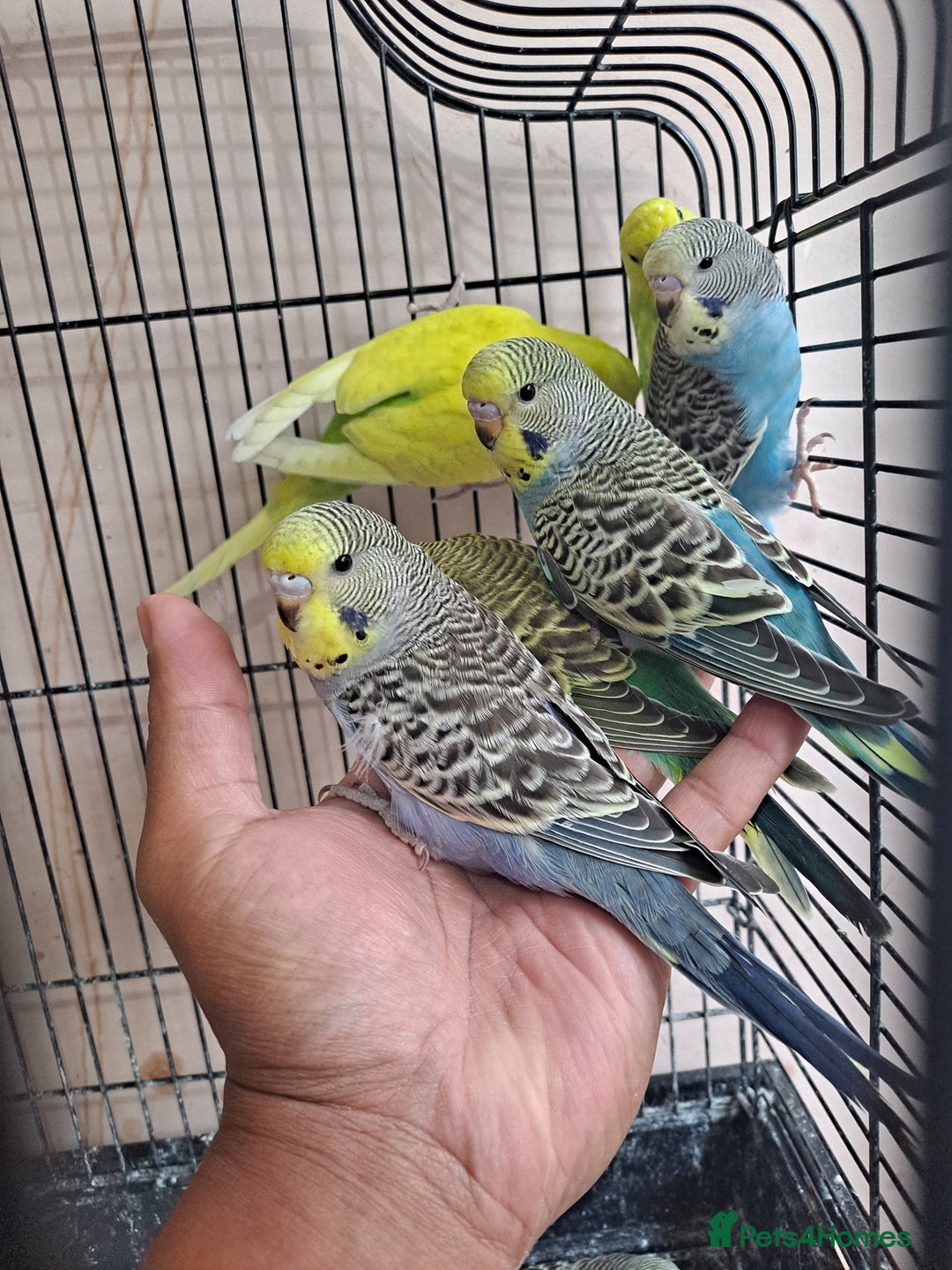 Budgerigars birds for sale: Silly hand tamed baby budgies for sale  - Image 13