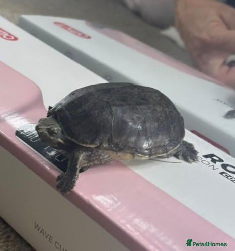 Turtle reptiles musk turtle FREE - Advert 1