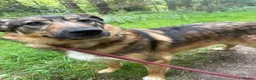 Mixed Breed dogs for adoption: Nancy - Norwich Norfolk  - Advert 2