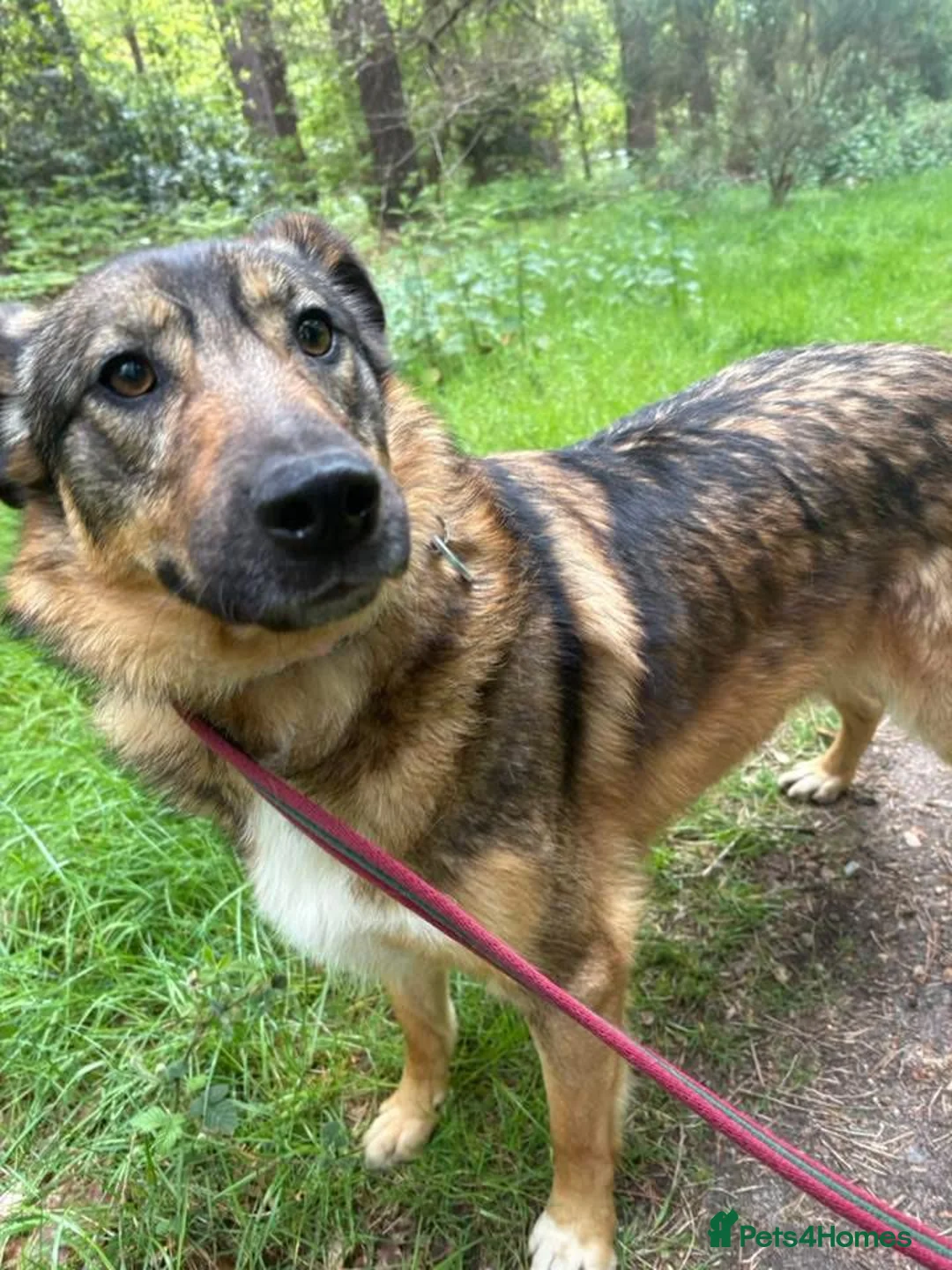 Mixed Breed dogs for adoption: Nancy - Norwich Norfolk  - Advert 2