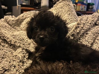 Shihpoo dogs Adorable shihpoo puppies available - Advert 1