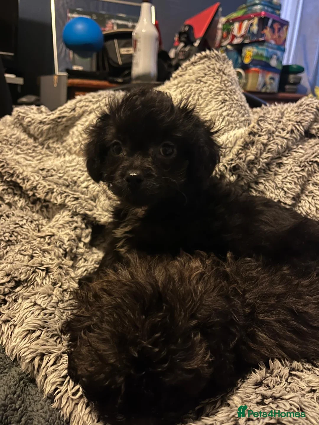 Shihpoo dogs for sale: Adorable shihpoo puppies available  - Advert 1