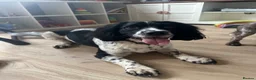 Cocker Spaniel dogs for stud: KC registered - Cocker Spaniel Stud - OTIS - Advert 8