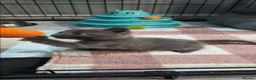 Domestic Shorthair cats for sale: Beautiful playful kittens  in Wolverhampton - Advert 9