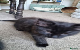 Maine Coon cats for sale: Maine Coon Mix READY TO GO - Image 13