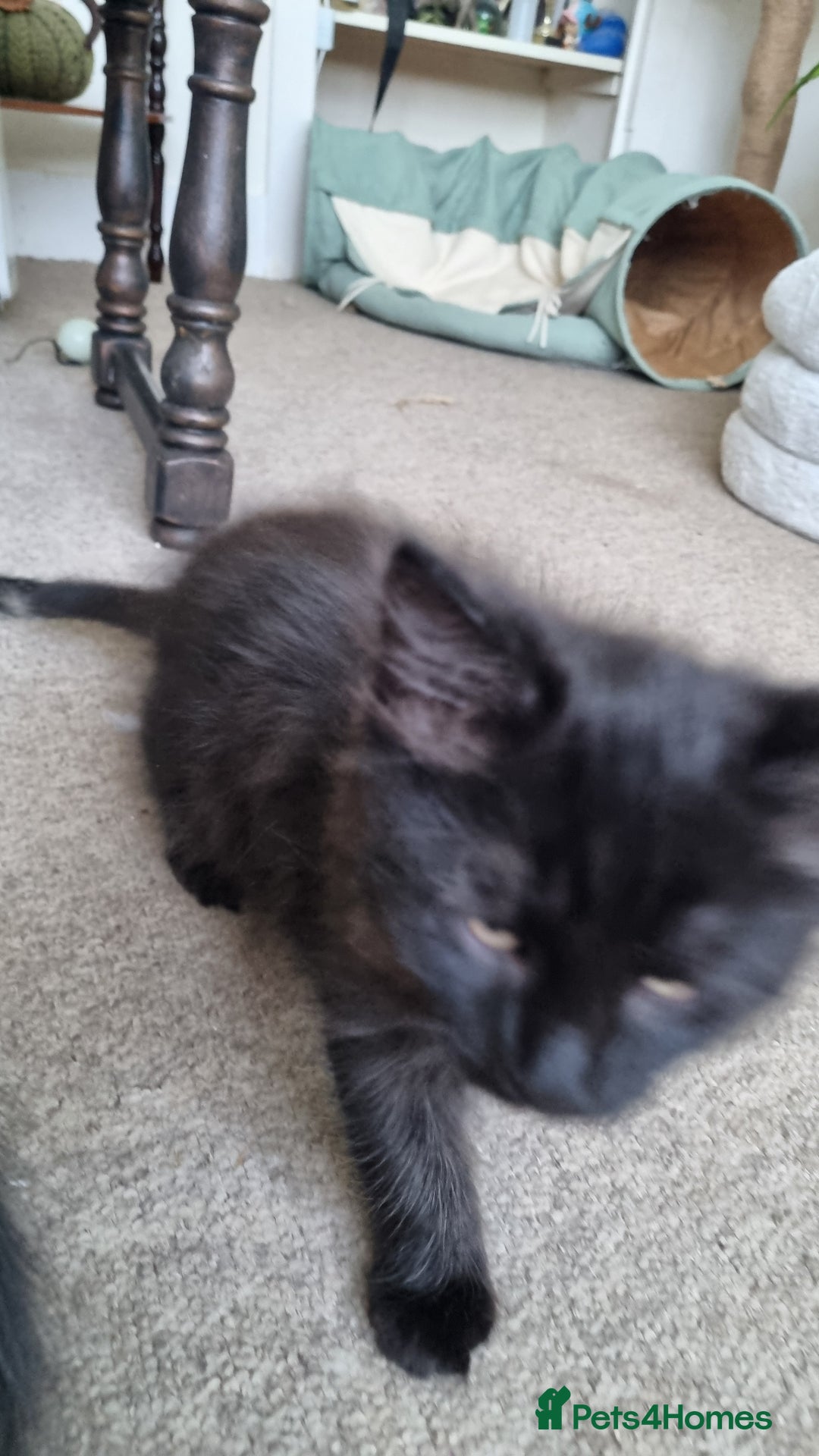 Maine Coon cats for sale: Maine Coon Mix READY TO GO - Image 13