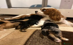 Cavapoo dogs for sale: ⭐️ Gorgeous F1 Toy Cavapoo Puppies ⭐️ - Image 8