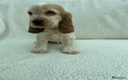 Cocker Spaniel dogs for sale: KC Reg Show Cocker Spaniels - Image 7