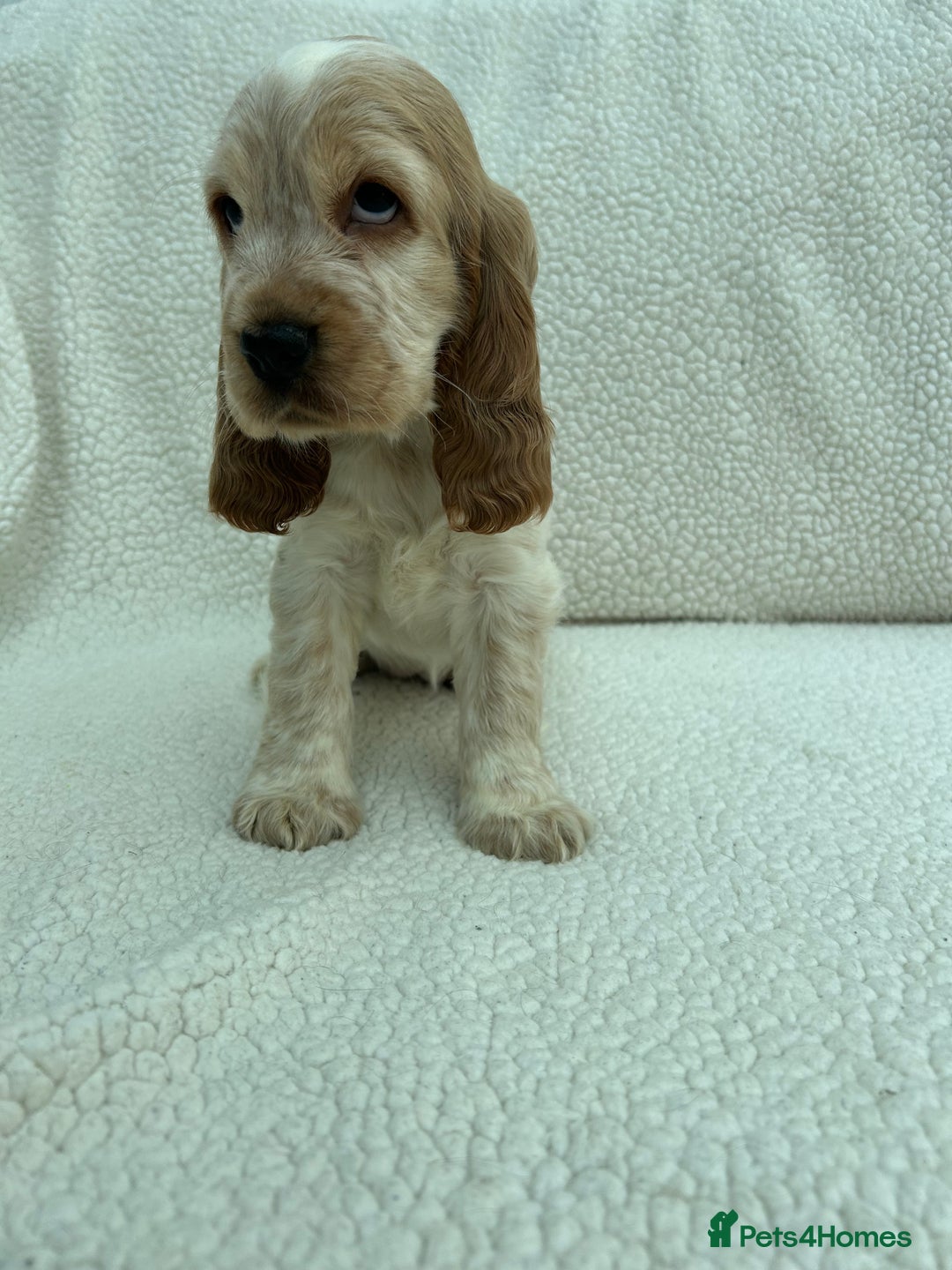 Cocker Spaniel dogs for sale: KC Reg Show Cocker Spaniels - Image 7